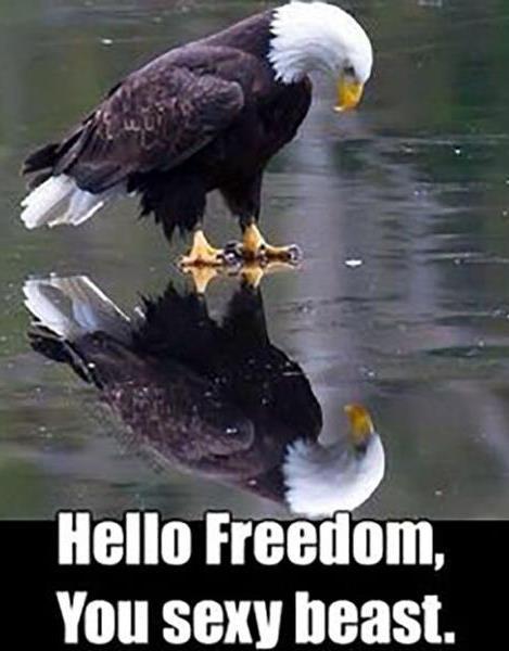 Águia - Olá, Liberdade